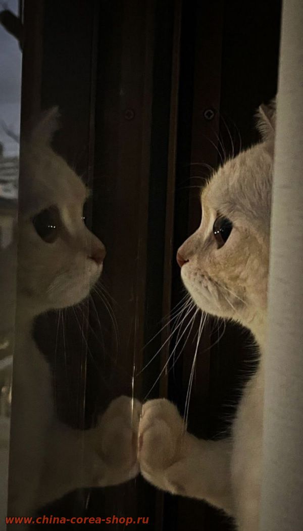 ДОБРЫЙ КОТ